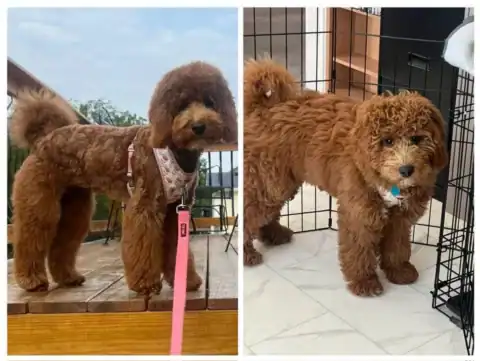 1 year old Goldendoodle with a fresh groom.