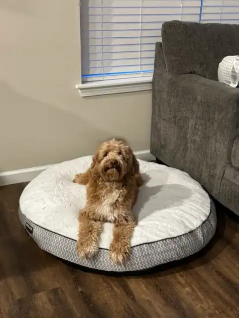 5 year old Goldendoodle taking a quick rest.