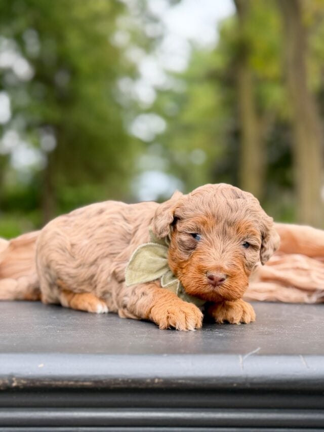 bernedoodle puppy