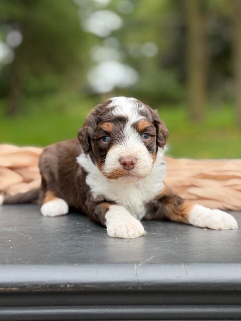 bernedoodle puppy