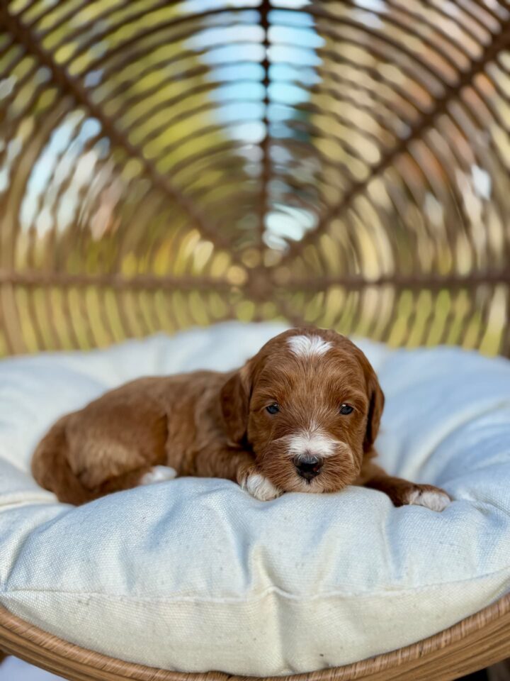 goldendoodle puppy