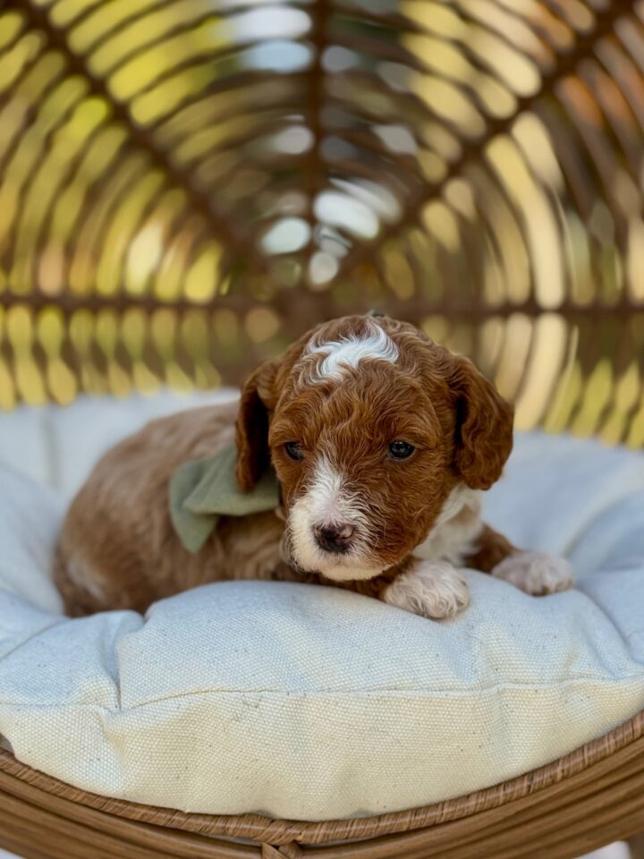 goldendoodle puppy