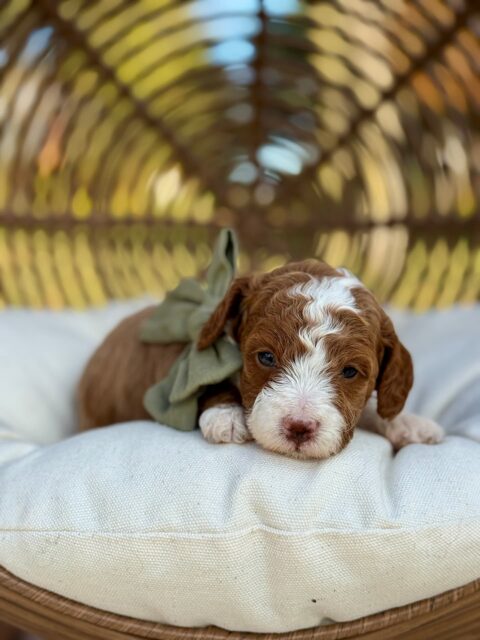 goldendoodle puppy