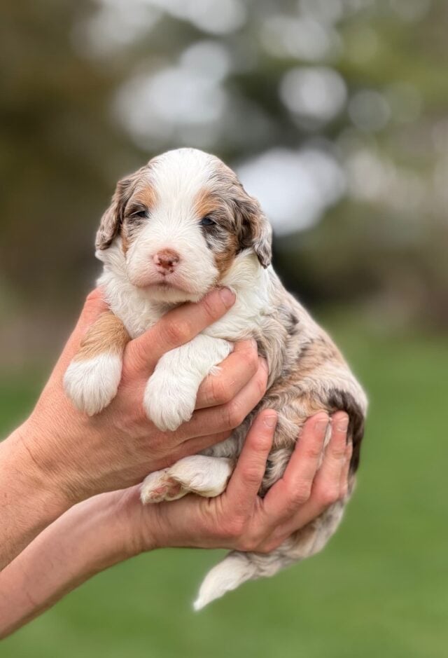 bernedoodle puppy