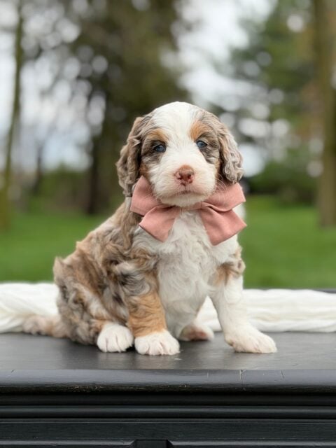 bernedoodle puppy