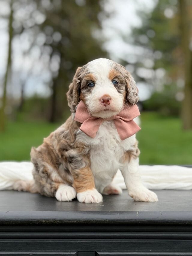 bernedoodle puppy