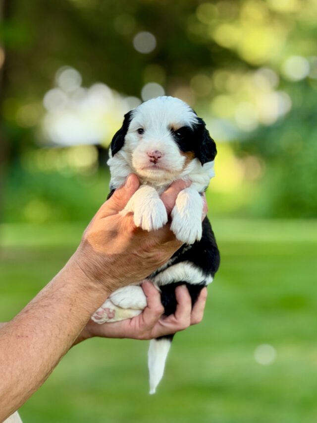 bernedoodle puppy