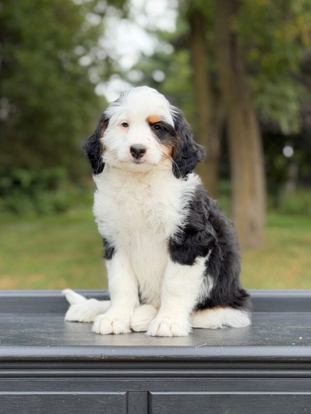 bernedoodle puppy