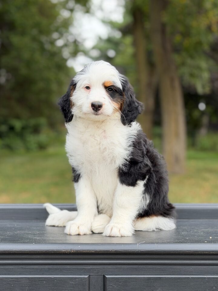 bernedoodle puppy