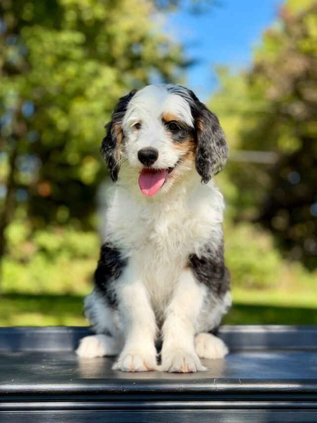 bernedoodle puppy