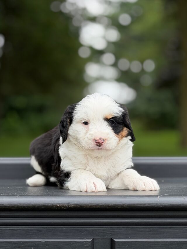 bernedoodle puppy