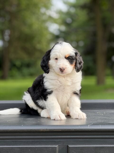 bernedoodles puppy