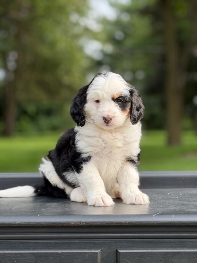 bernedoodles puppy