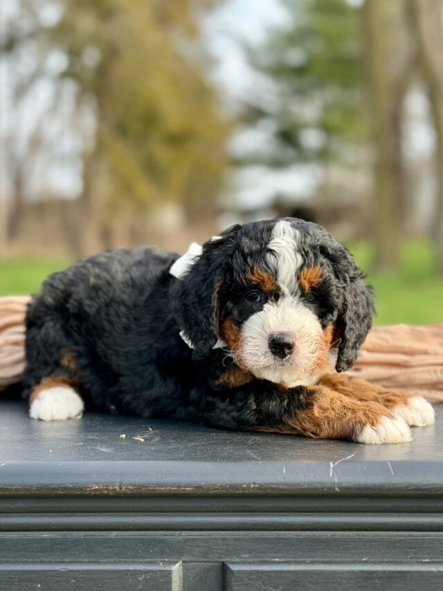 bernedoodle puppy