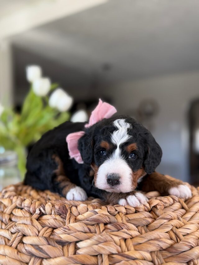 bernedoodle puppy