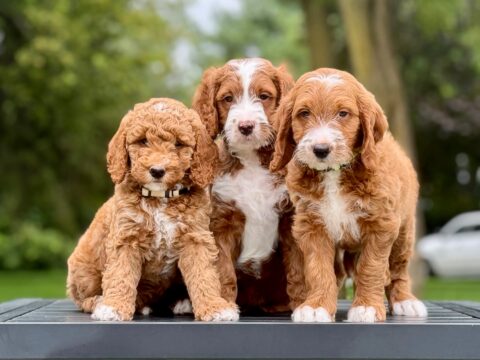 goldendoodle puppies