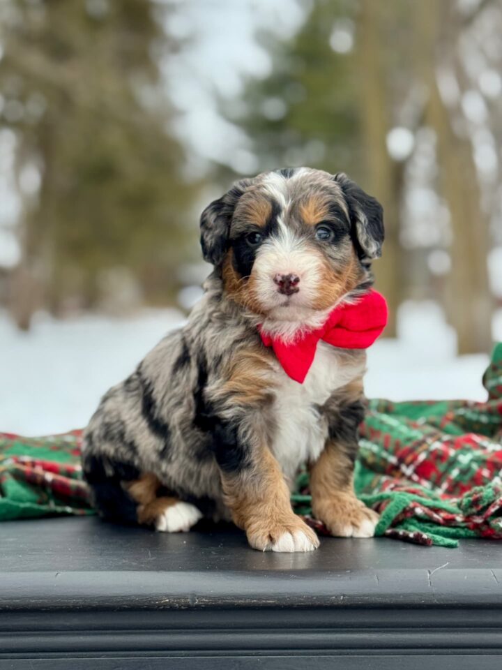 bernedoodle puppy