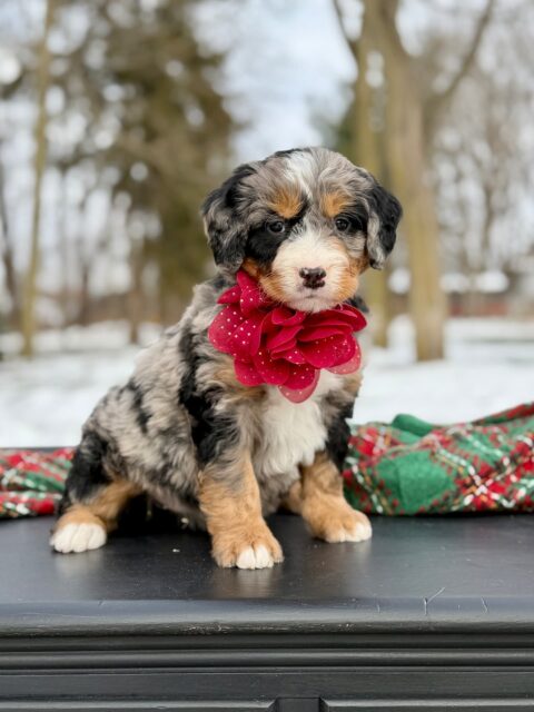 bernedoodle puppy