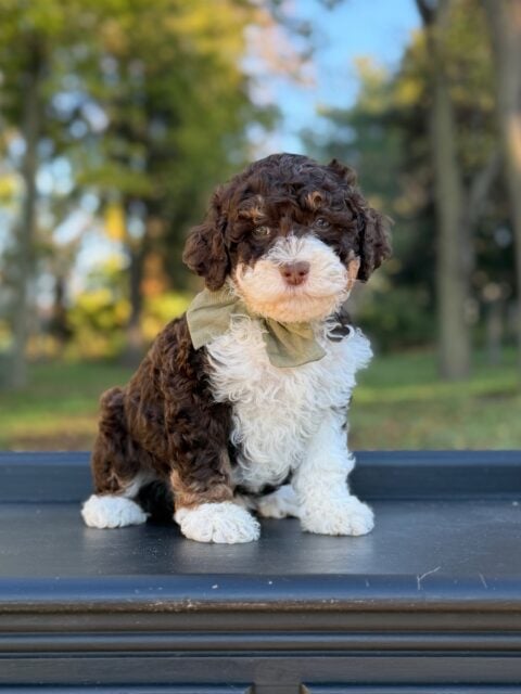 bernedoodle puppy