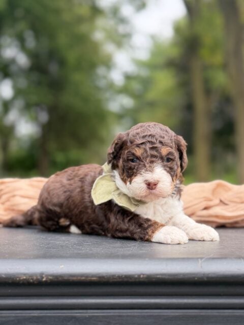 bernedoodle puppy