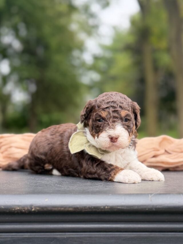 bernedoodle puppy