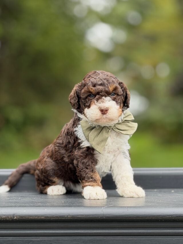 bernedoodle puppy