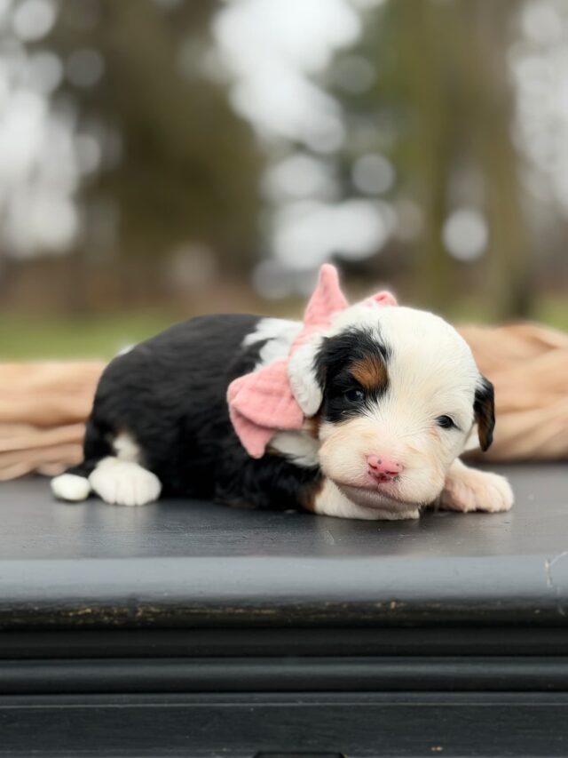 bernedoodle puppy