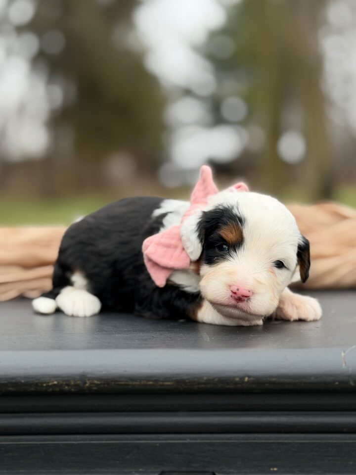 bernedoodle puppy