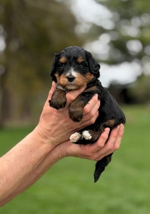 bernedoodle puppy
