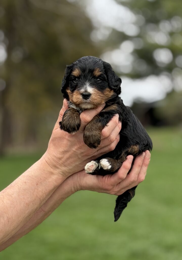 bernedoodle puppy