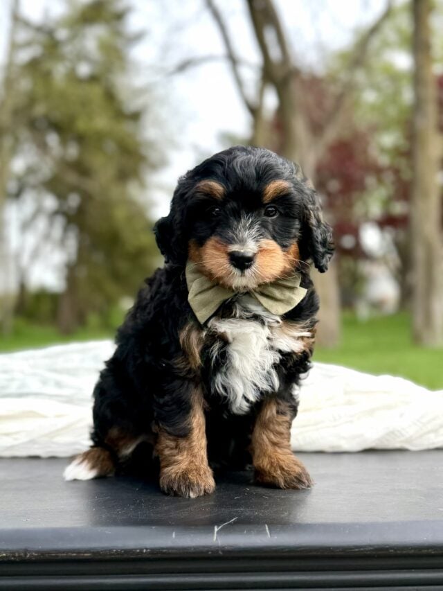 bernedoodle puppy