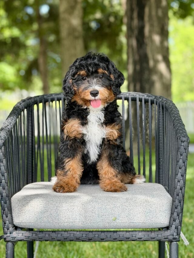 bernedoodle puppy