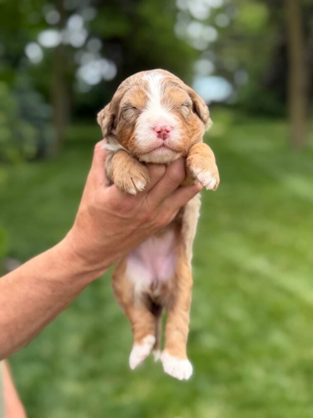 bernedoodle puppy