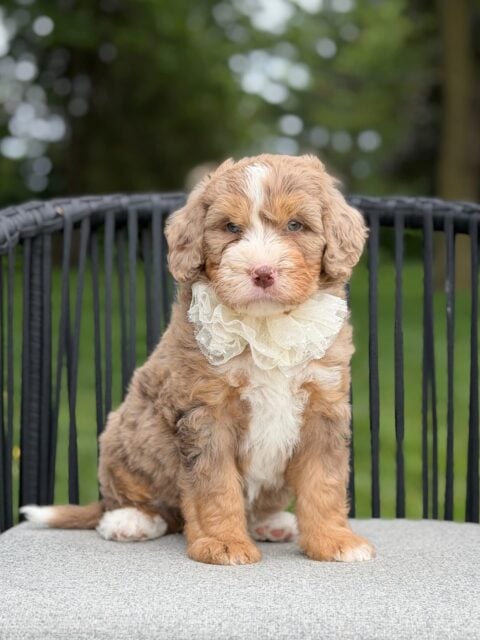 bernedoodle puppy