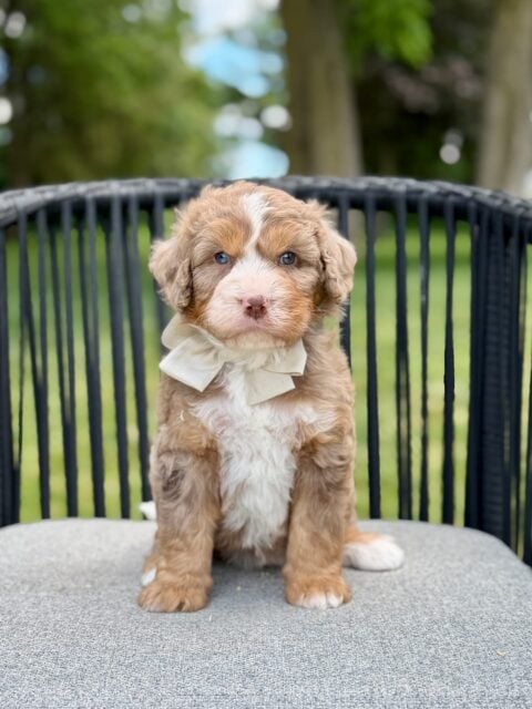 bernedoodle puppy
