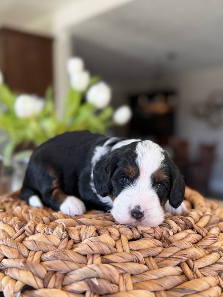 bernedoodle puppy