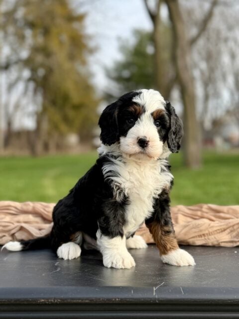 bernedoodle puppy