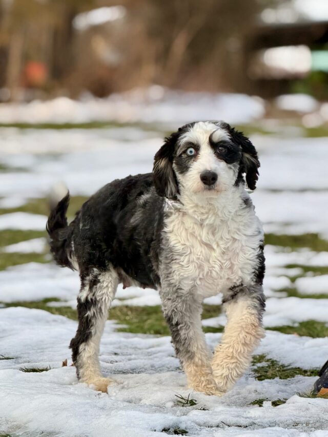 bernedoodle mom