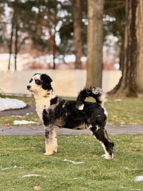 bernedoodle mom