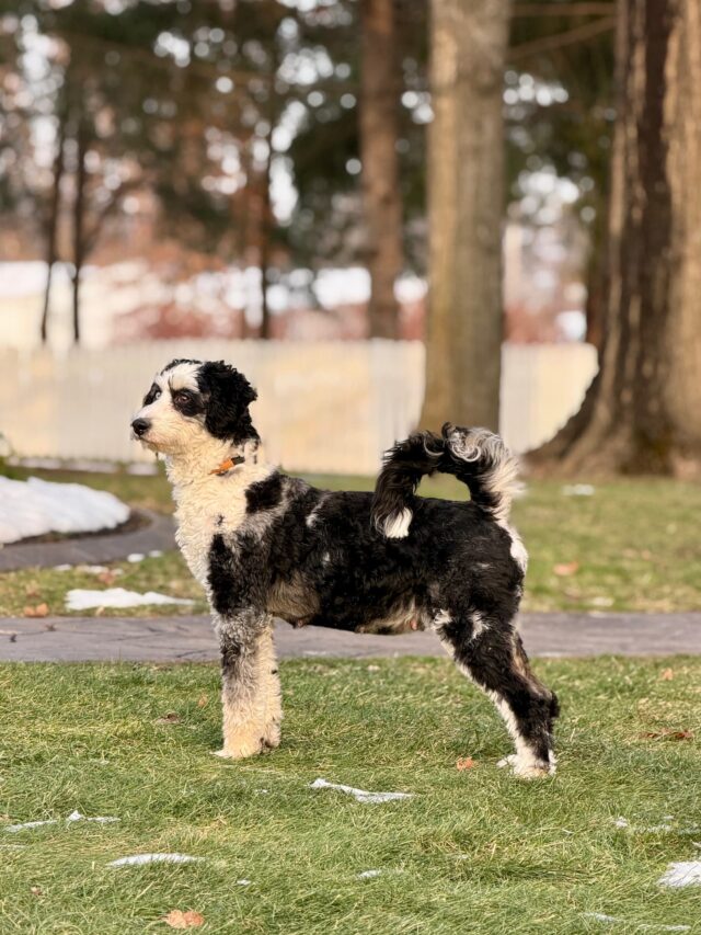 bernedoodle mom