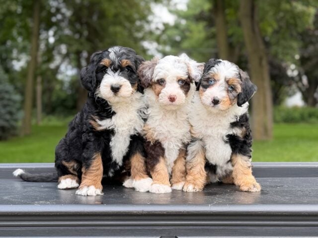 bernedoodles puppy