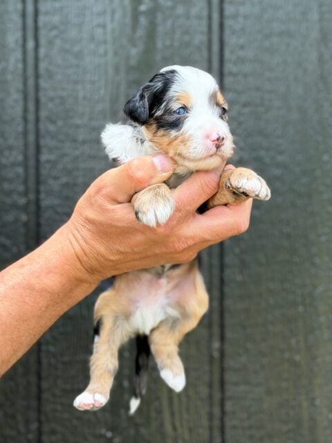 bernedoodle puppy