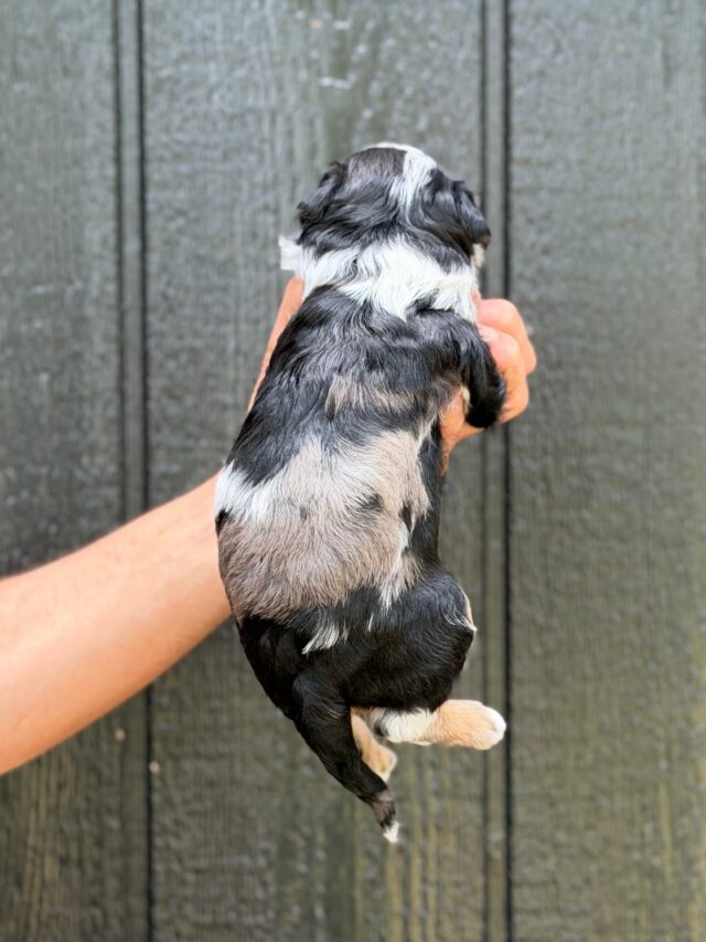 bernedoodle puppy