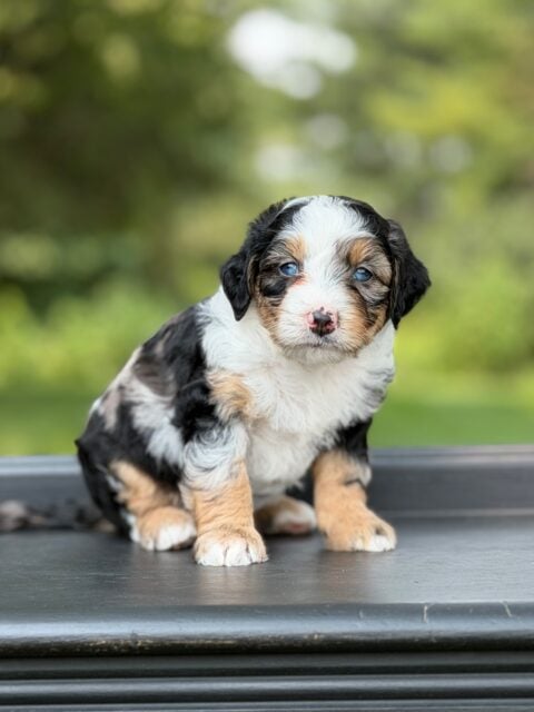 bernedoodle puppy