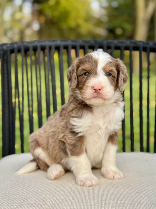 bernedoodle puppy
