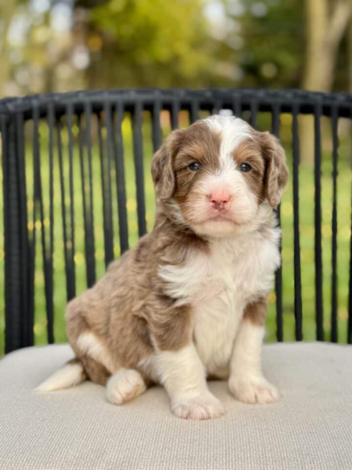 bernedoodle puppy