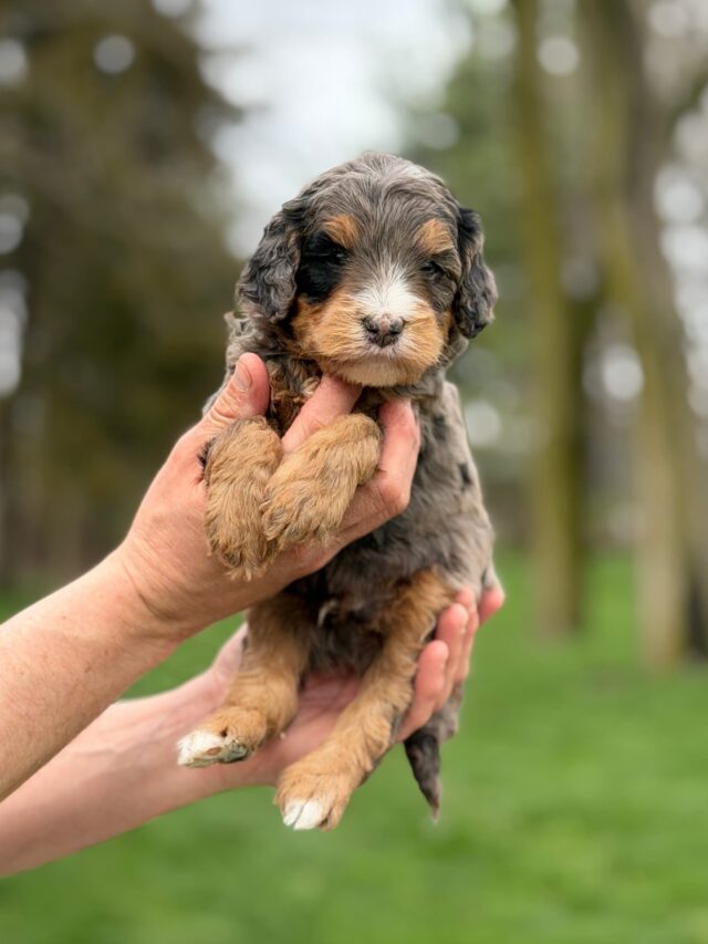 bernedoodle puppy