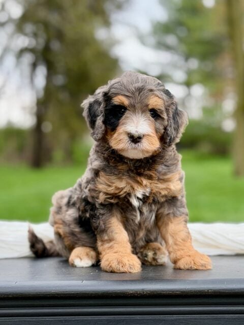 bernedoodle puppy