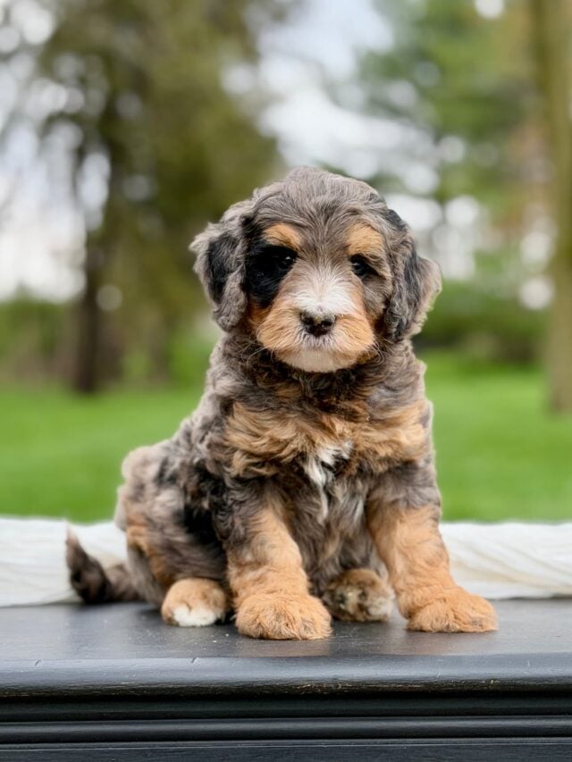 bernedoodle puppy