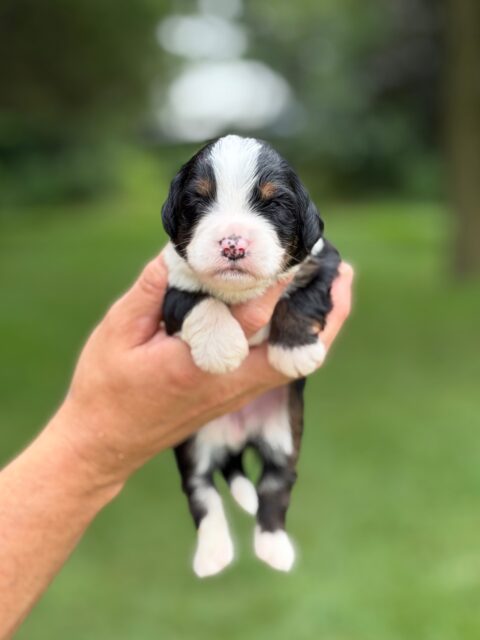 bernedoodles puppy